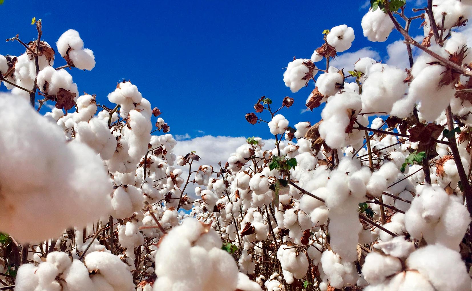 Read more about the article Saúde das folhas garante qualidade do algodão