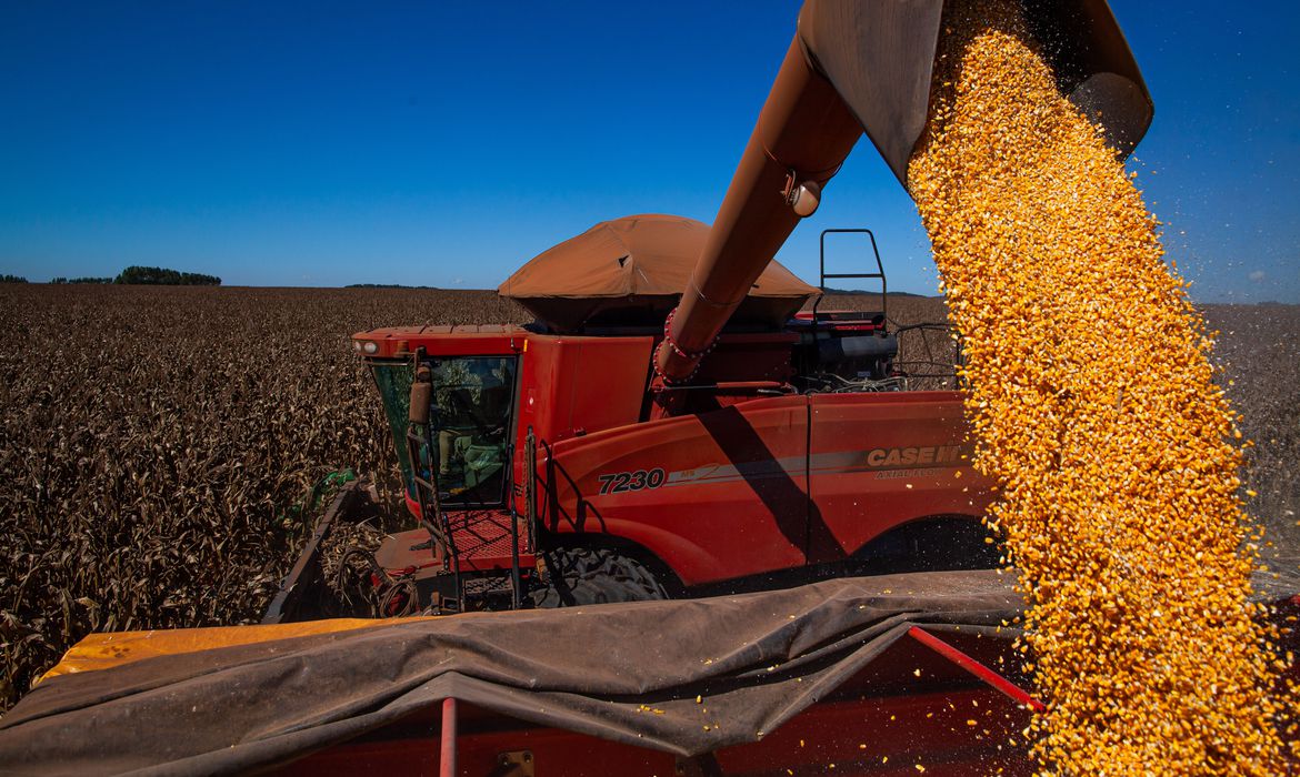 Read more about the article Preços do milho sobem 9,7% em janeiro