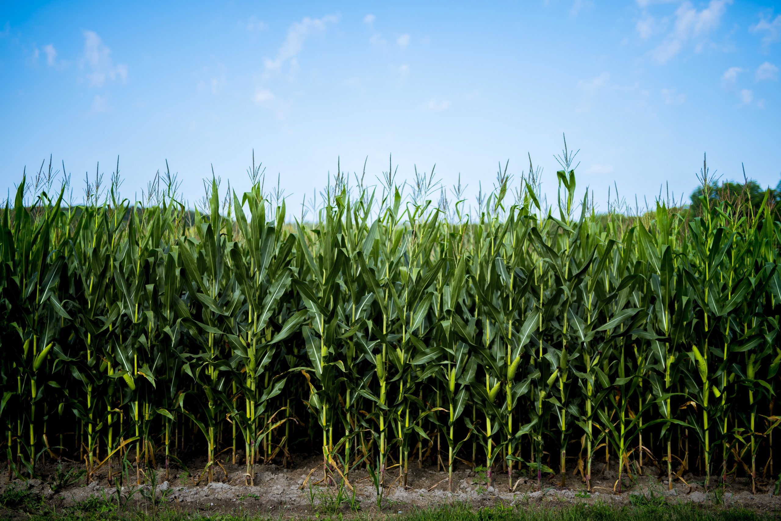 Read more about the article Safra de milho deve ter perda de 4 milhões de toneladas