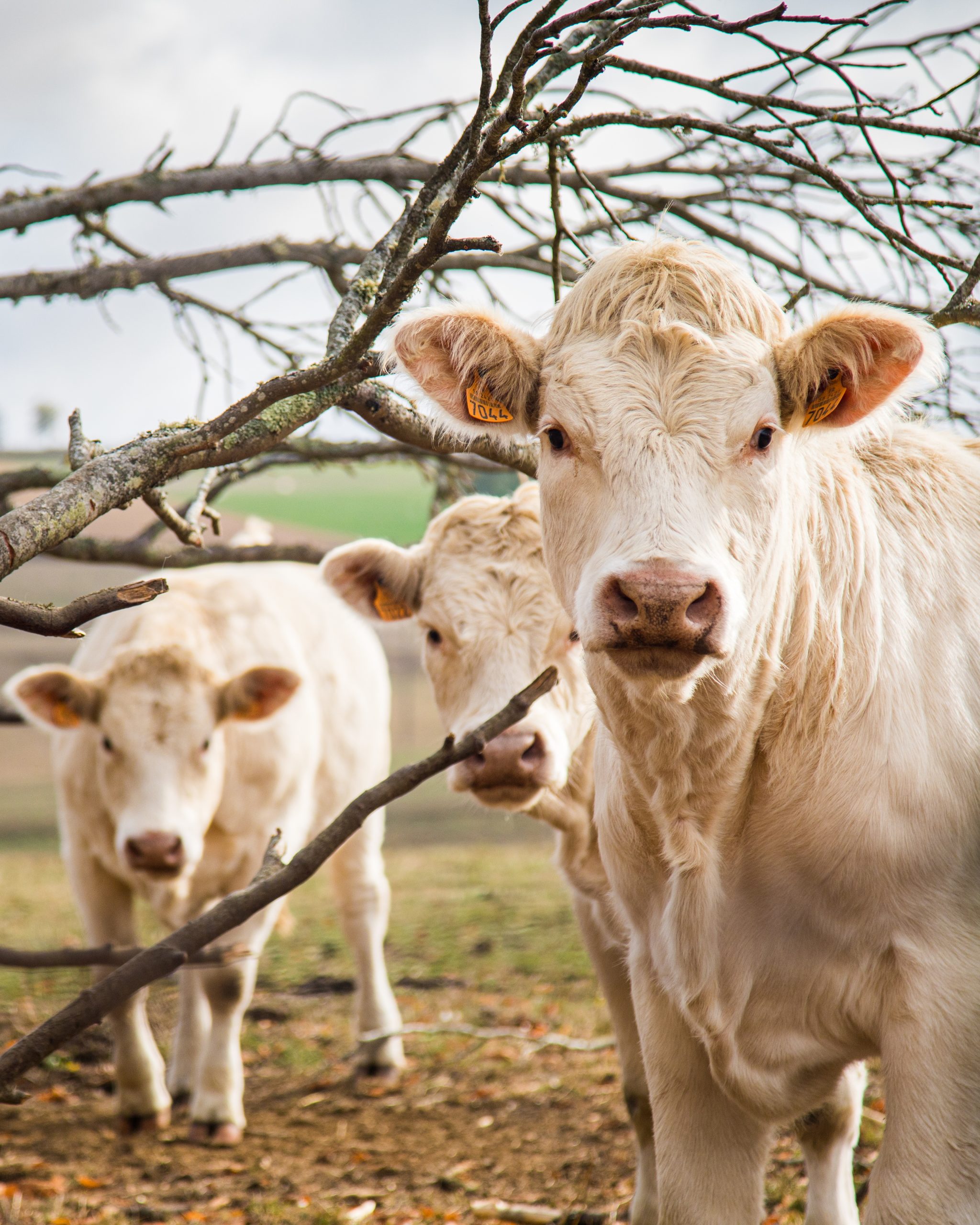 Read more about the article Exportação de carne bovina in natura atingiu 4,6 bilhões de dólares