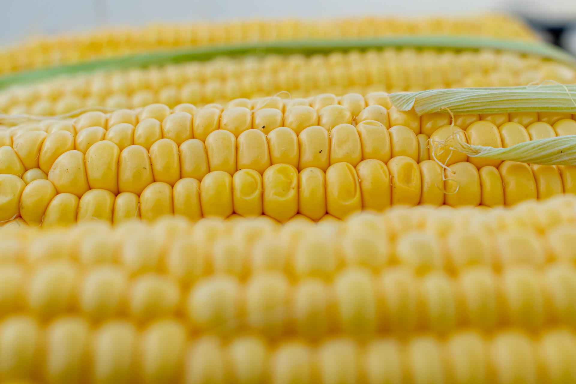 Read more about the article Condição da safra de milho nos EUA piora na semana, aponta USDA