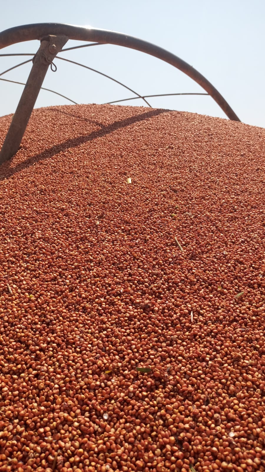 Grupo JB Brasil – Sorgo