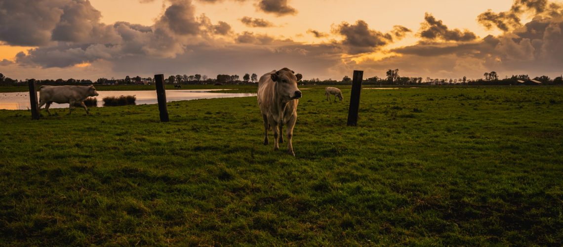 A beautiful shot of cows on a rural field in Zeeland, the Netherlands