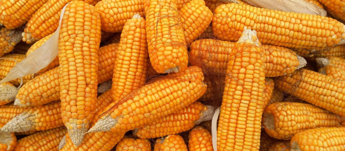 corn-1726017_1920