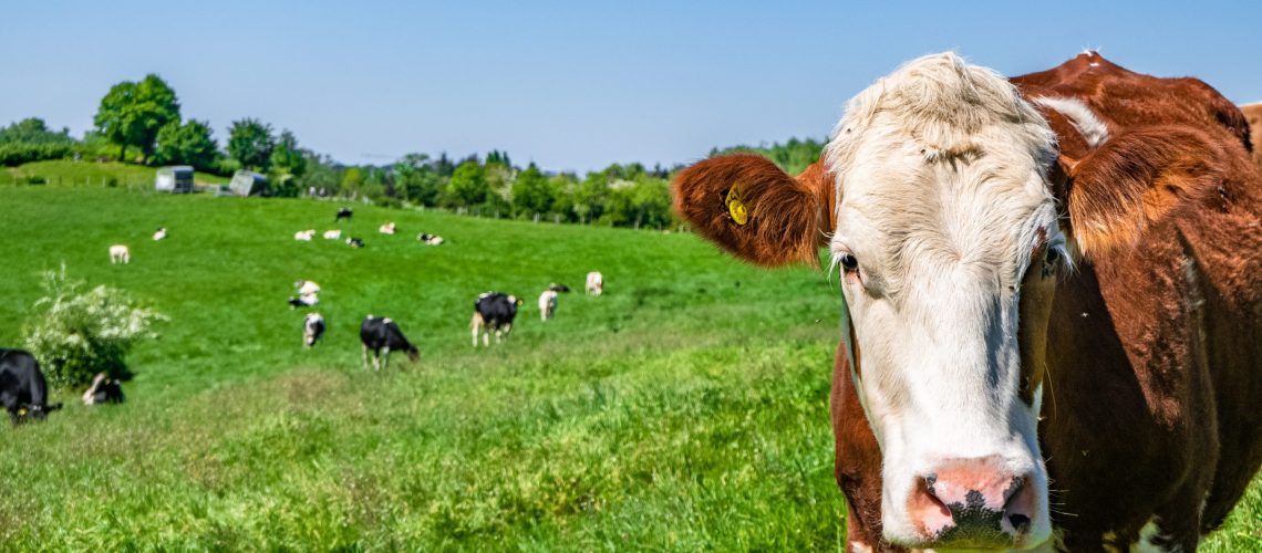 A white and brown cow looking straight at the camera with a herd of cows on the pasture in the background
